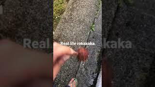 Real life rokakaka