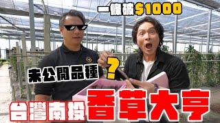 台灣香草冠軍，一根破千元的夢幻品種！香草莢超狂用法，竟然可以拿來...？