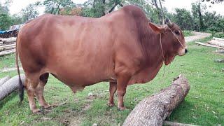 Biggest cow in the world 2020। Big cow videos। Gabtoli gorur haat 2020 price