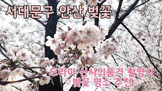 미영VLOG 랜선꽃놀이 / 서대문구 안산 벚꽃명소(드라마 신사의 품격  촬영지)