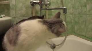 Three cats in the bathroom