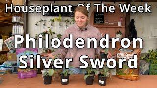 Philodendron Silver Sword - Houseplant of the Week