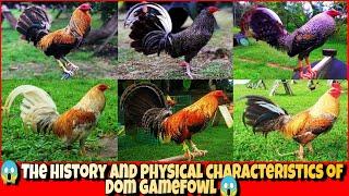 The history and physical characteristics of dom gamefowl.