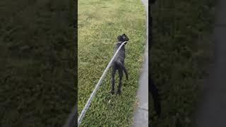 Missy's morning routine of running Mommy. Labrador retriever