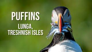 Puffins photography on Lunga