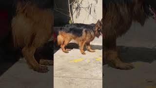 Male long coat German shepherd in jaigoan dog kennel #jaigaon #birpara