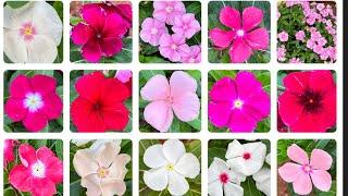 Vinca Flowers | 3K Organic Seeds