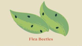 Protect Your Garden: Flea Beetles