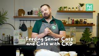 Feeding Senior Cats & Managing CKD: A Nutrition Guide for Better Kidney Health