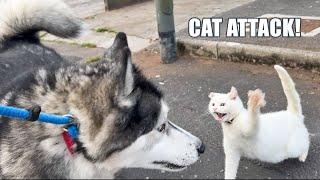 Husky Gets Smacked By Cat! He’s Embarrassed!