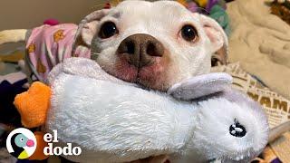 Pitbull flaco abandonado obtiene todo lo que soñó | Puro Pitbull | El Dodo