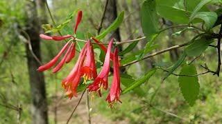 5 AMAZING NATIVE NORTH AMERICAN HONEYSUCKLES