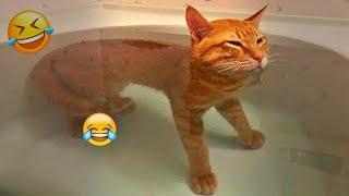 Funniest Animals  New Funny Cats and Dogs Videos  - Ep.35