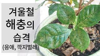 겨울철 식물에게 생길 수 있는 병충해(응애, 깍지벌레) 퇴치하기(몬스테라,알로카시아,꽃치자 등) 113화 #해맑은TV