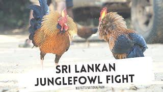 Sri Lankan Junglefowl Fight - Sri Lankan National Bird - Wilpattu National Park #CeylonYathri