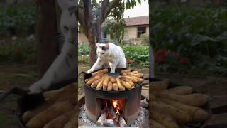 Cat making food at his Home;! #shorts #ytshorts #catlovers #shortsfeed