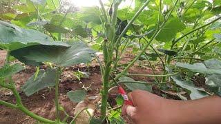 That why you should prune your okra plants