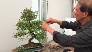 How to Prune a Chinese Elm Bonsai Tree EASY!!! - Peter Chan