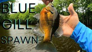 Summer bluegill spawning tips - Bream fishing shallow and deep