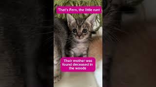 Orphaned kittens found in woods