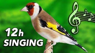 Goldfinch 12h Training Song - Amazing Classic Singing