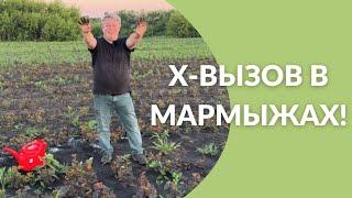 Х-Вызов в Мармыжах!