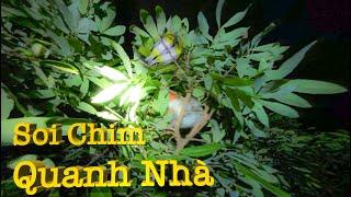 Tìm Chim Ngủ Quanh Nhà Xem Có Những Loại Chim Gì- Yêu Chim Cảnh