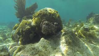 Beverly Hills Beach. Utila Honduras (by Snorkeling Quest)