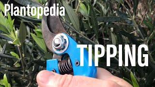 What does tipping mean - NZ Plantopedia