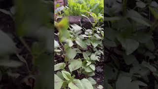 Vườn rau phía sau luôn xanh mát và tươi tốt.#backyardgardening #gardening