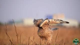 GLIMPSE OF NORTH KARNATAKA WILDLIFE  | TEAM ARANYA PAATASHALA |HEMANTH BYATROY|OMKAR NARGUND |ಕನ್ನಡ