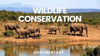 Wildlife Conservation | Wildlife Documentary | Wildlife | Short Documentary | BitsImages