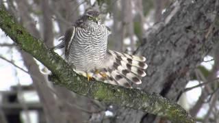 A Cold Winter Day In The Life Of A Sparrowhawk - Accipiter nisus - Winter sparrowhawk