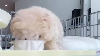 심멎주의 넘 귀여워도 심장 꼭 붙들어 매세요! 새끼강아지 푸들 Funny Puppies And Cute Puppy