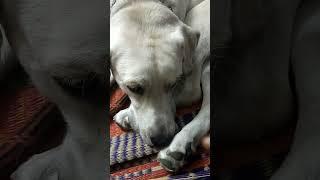 Mr.Freddy| labrador #funnyvideo #doglove #chottu #labrador #dogforlife #petcare  #tamilcinema
