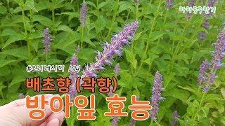 배초향(곽향) 방아잎 효능 알아볼까요?