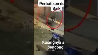 INI PESUGIHAN KAHKUCINGNYA SAMPE BENGONG #viral #shorts #jin #ghost #penampakan #hantu #misteri