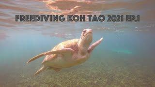 Freediving Koh Tao 2021 Ep.1