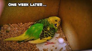 The Journey Begins: First Budgie Egg Found in the Aviary!