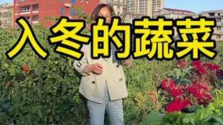 红菜苔开吃啦自己种的纯天然的绿色蔬菜 种菜田园生活 我的小菜园 关注我一起学种菜 @DOU+小助手