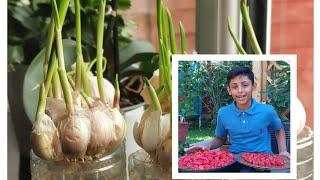 How to grow garlic Indoors | Ali Raja Bagan