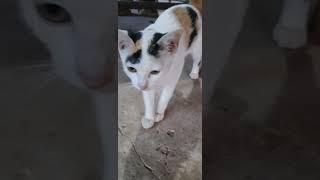 #catlover #catcute #videoshorts #youtubeshorts #catplaying #cat #dog #cambodia #channel