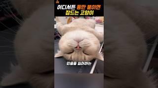 세상에서 제일 게으른 고양이
