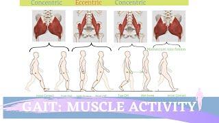 Gait Muscular Activity & Action