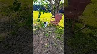 #dixie #garden  #shade #windy #beautiful