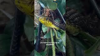 Can you keep Snakes with other Reptiles? (Part 2)