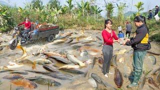 Use 3-wheeled Vehicle Harvesting Many Fish Goes To Sell To Villagers | Phuong Free Bushcraft