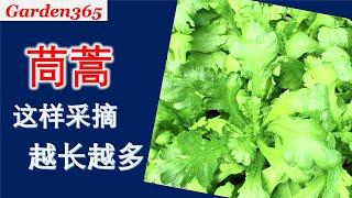 【茼蒿种植】茼蒿越采越多，采摘后需要施肥吗？为什么我的茼蒿发苦？