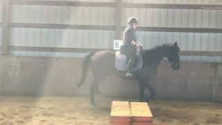 Wild Sting - Dressage Video with Crysta Awtry - February 2022