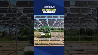 논 위의 태양광..벼 농사와 전력생산 동시에 #shorts
